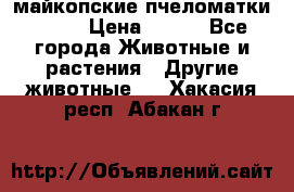  майкопские пчеломатки F-1  › Цена ­ 800 - Все города Животные и растения » Другие животные   . Хакасия респ.,Абакан г.